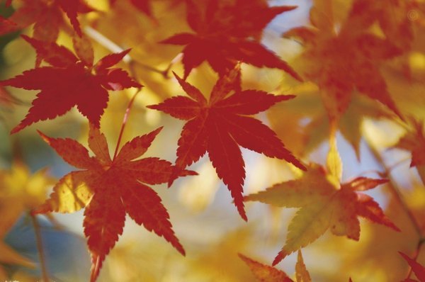 分付额度如何到零钱