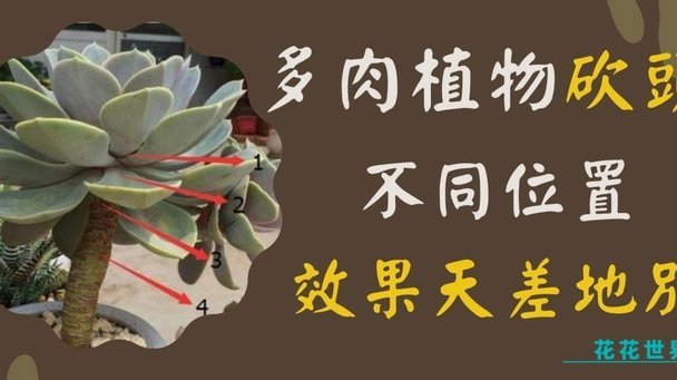 花呗套现收费合法吗？风险与后果详解