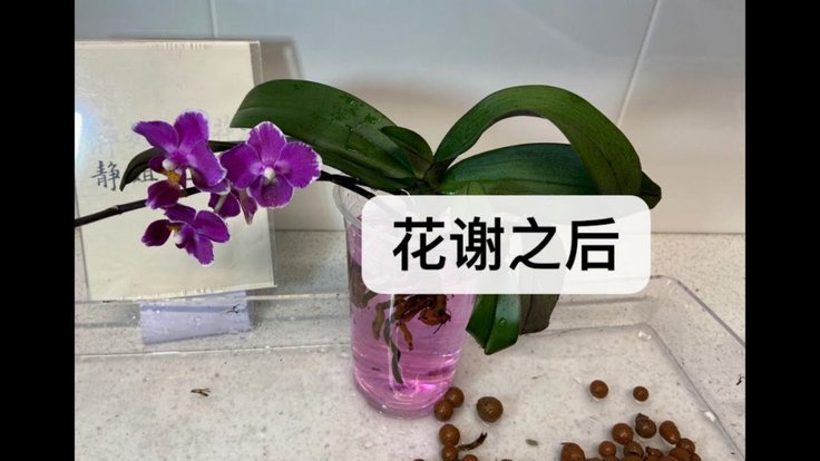 套现花呗需手续费吗？现金还款攻略