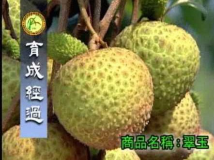 郑州便荔卡：套现陷阱与风险警示