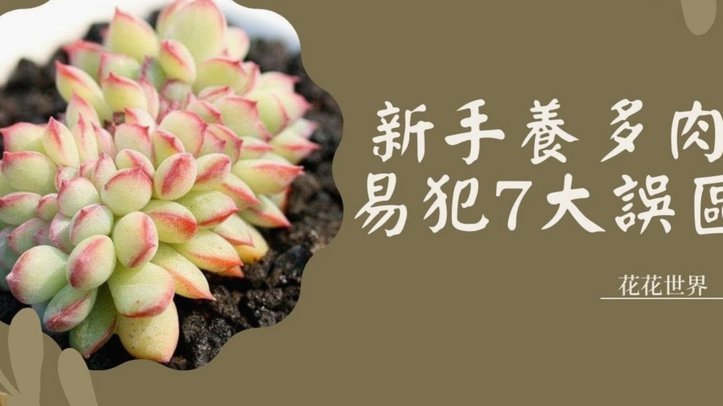 套花呗骗局的几种变种：全网玩法深度解析