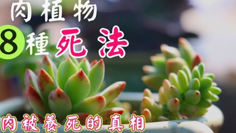 携程的拿去花怎么还款
