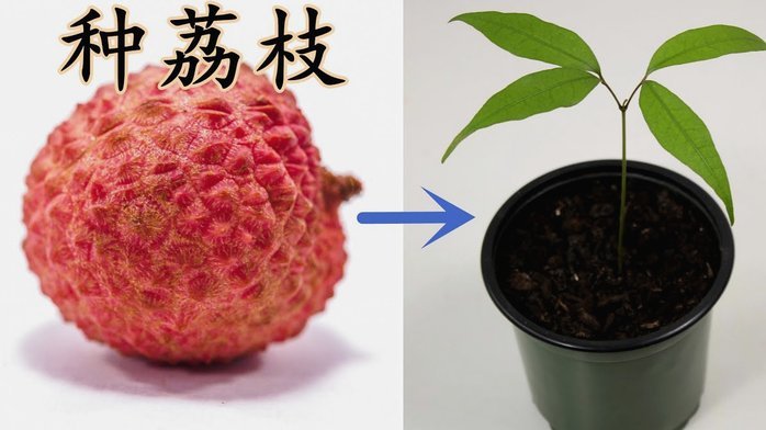 便荔卡分期购能提现吗