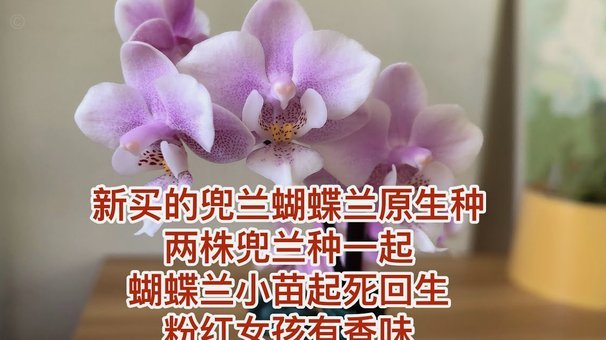 花呗信用购额度如何科学提升？保姆级指南