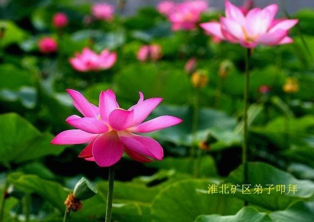 花呗怎么提现出来到余额?