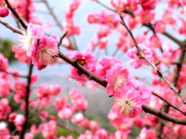 花呗怎么提现出来到余额?