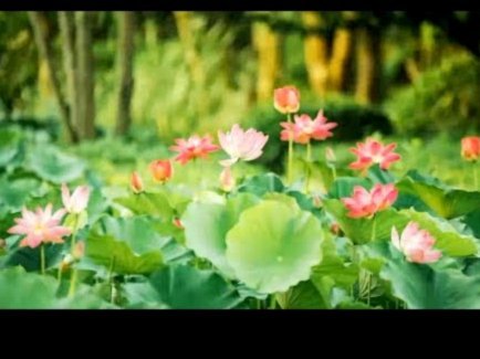 花呗变革：创新与监管的博弈
