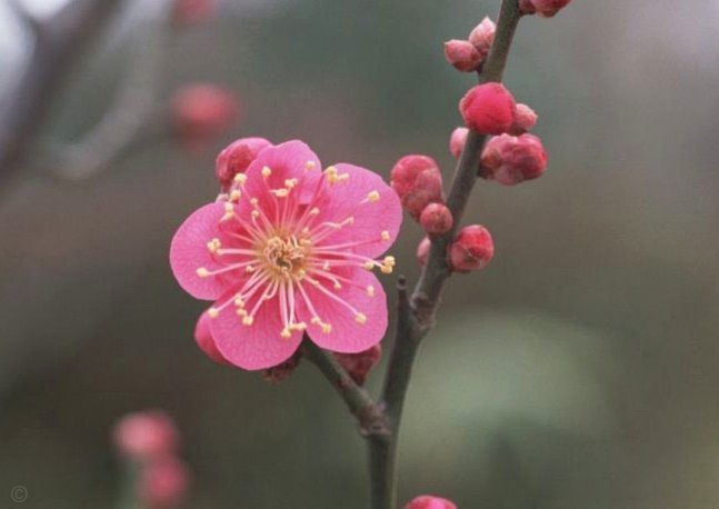 花呗里的钱能取出来吗？