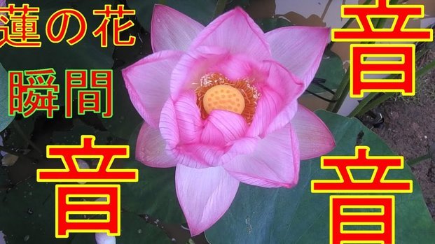 花呗现在情况 现在能用吗